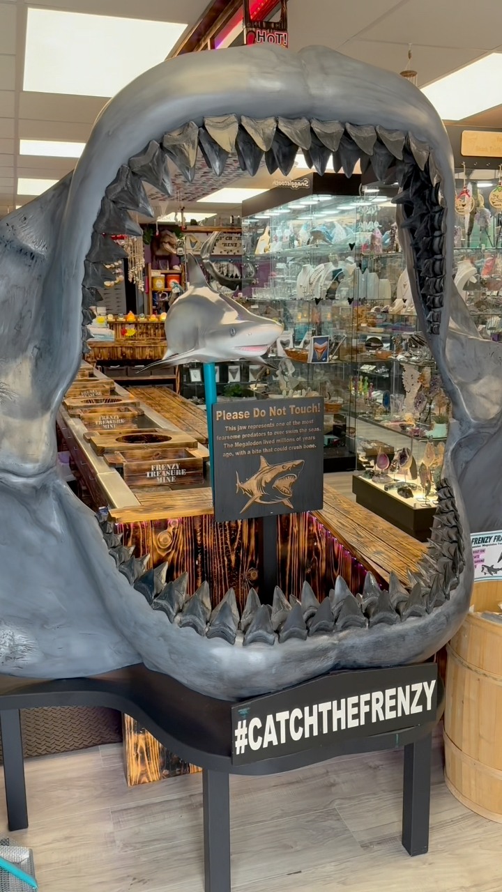 Welcome to Venice Florida's best kept secret! ✨ Fossil Frenzy 272