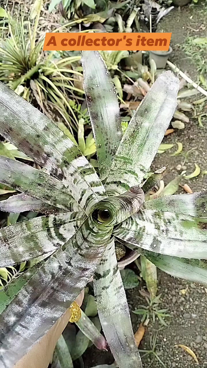 Aechmea 'Haiku' bromeliad plant with unique markings