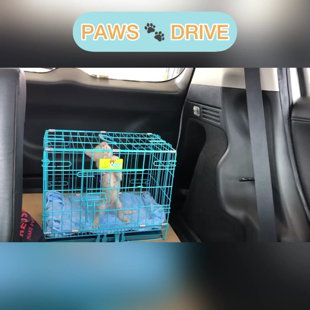 PAWS DRIVE - Home