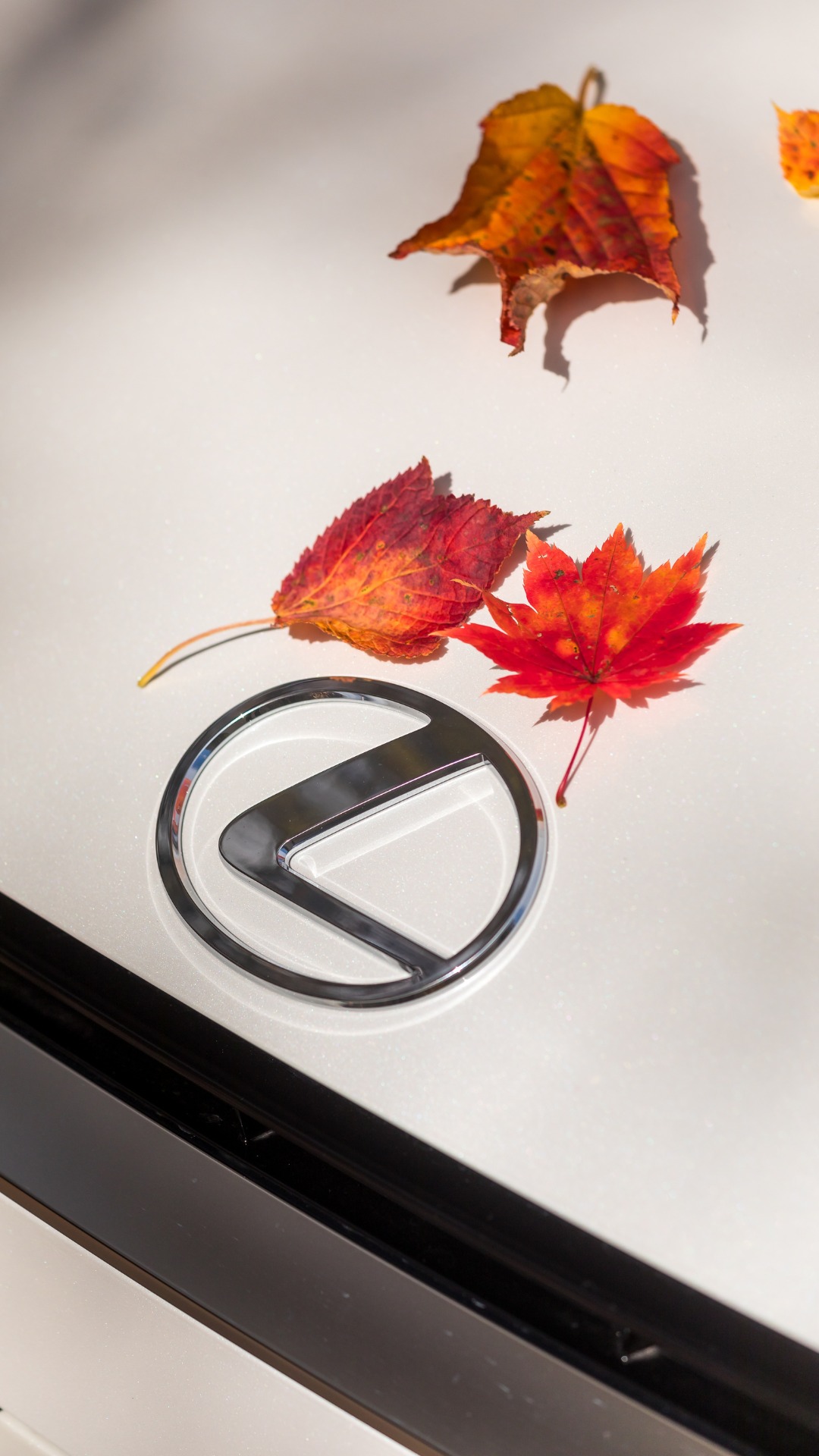 Fall outside, comfort inside. #Lexus #LexusLM #LM #ExperienceAmazing ...