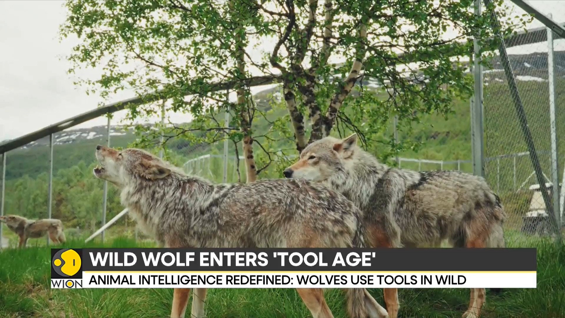 Wolf stuns the world with his intelligence as he outsmarts crab traps ...