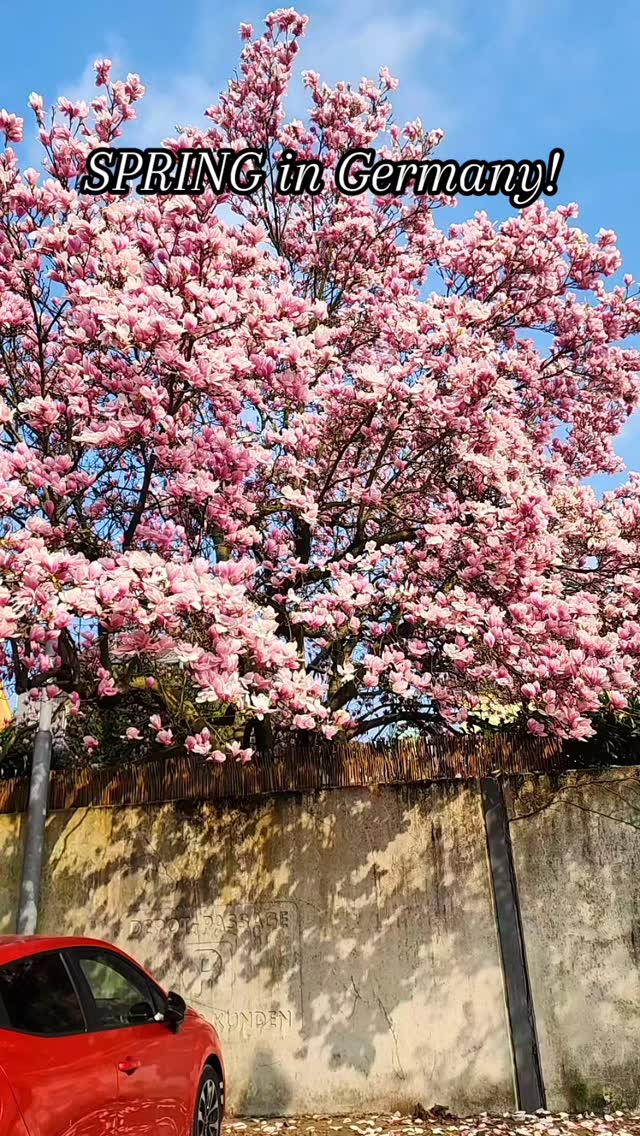 A beautiful Spring morning to all! 🌸🏵️💮🪻🇩🇪