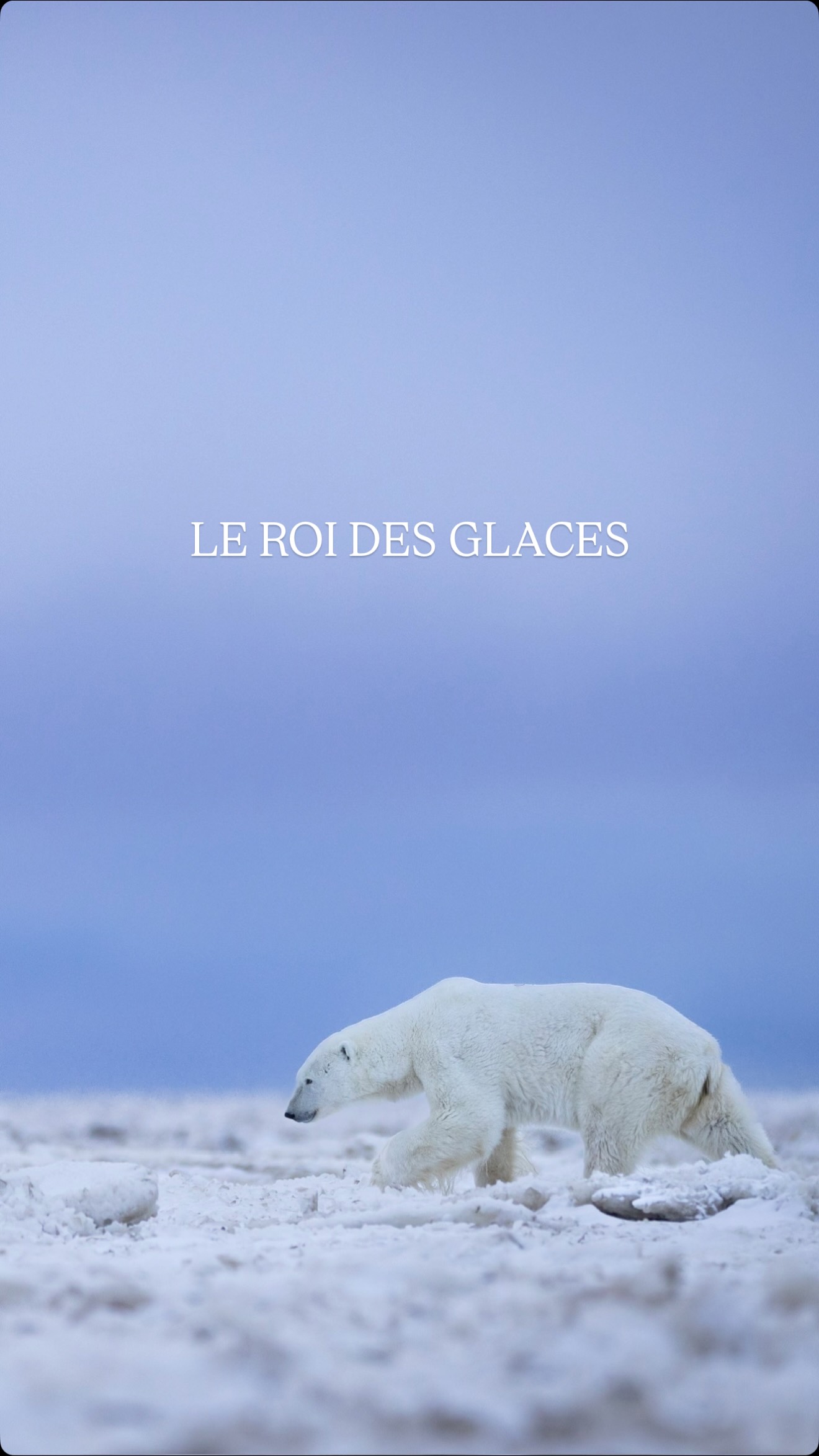 S’approcher d’un ours polaire à pied... - mathieucourdesses | Facebook
