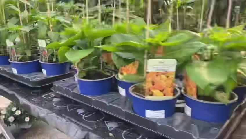Gartenbau Woisetschläger - Home