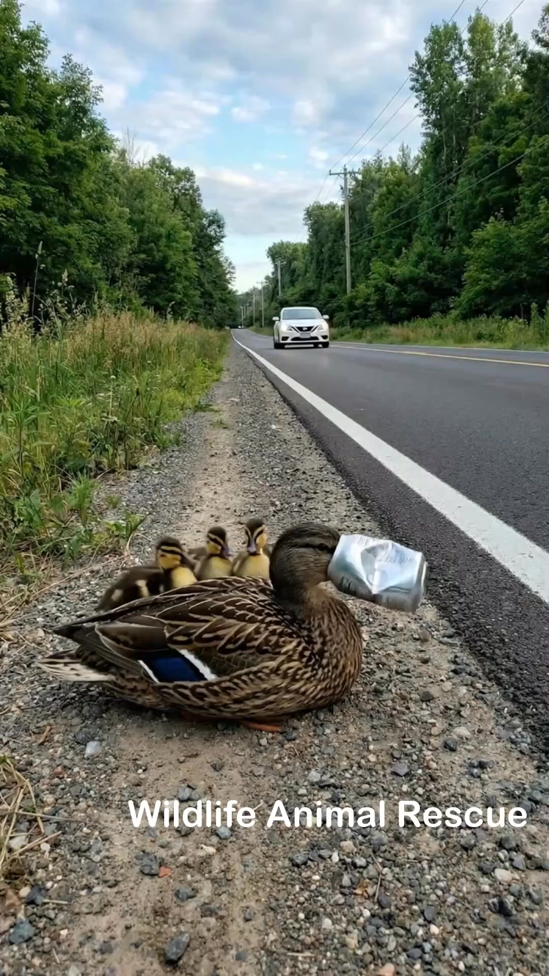Power of Kindness | Man Rescues a Duckling by the Roadside #duckling # ...