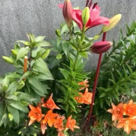 岩見沢市 花屋 Hanazenflowers 花善 新着情報 多肉植物の寄せ鉢 Youtube Youtube始めました こんにちは なんと Hanazen Flowers Youtube 始めました この動画の続きはyoutube で By Hanazen Flower S Facebook
