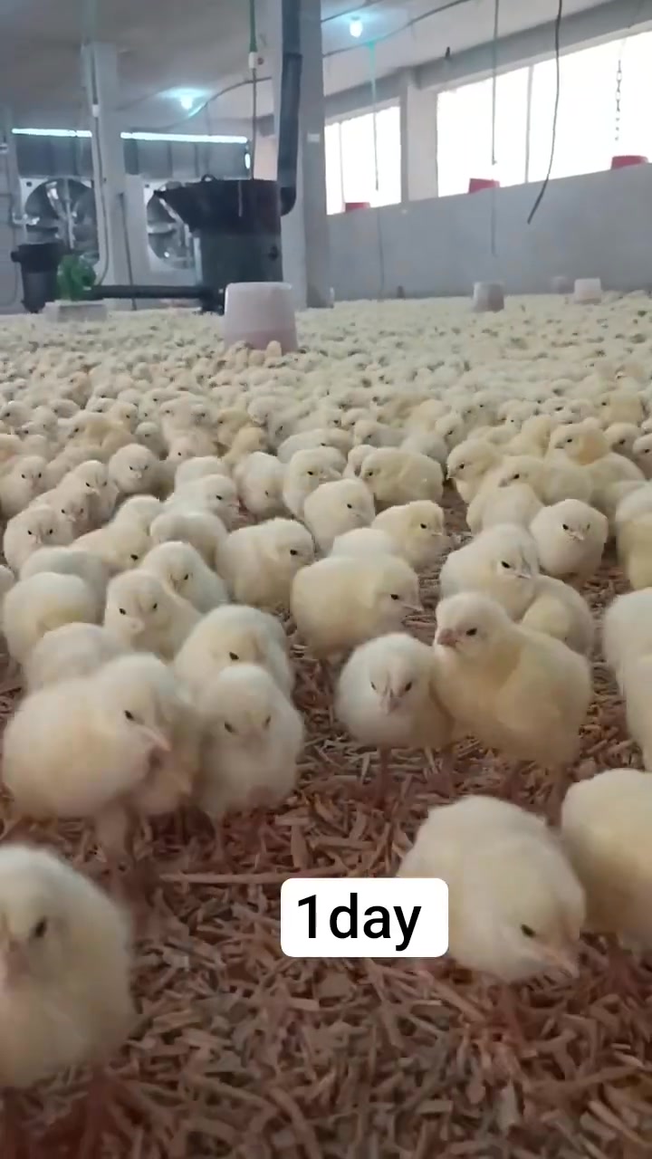 Broiler chickens grow fast! 💪 Start with 23% protein feed for 2 weeks ...