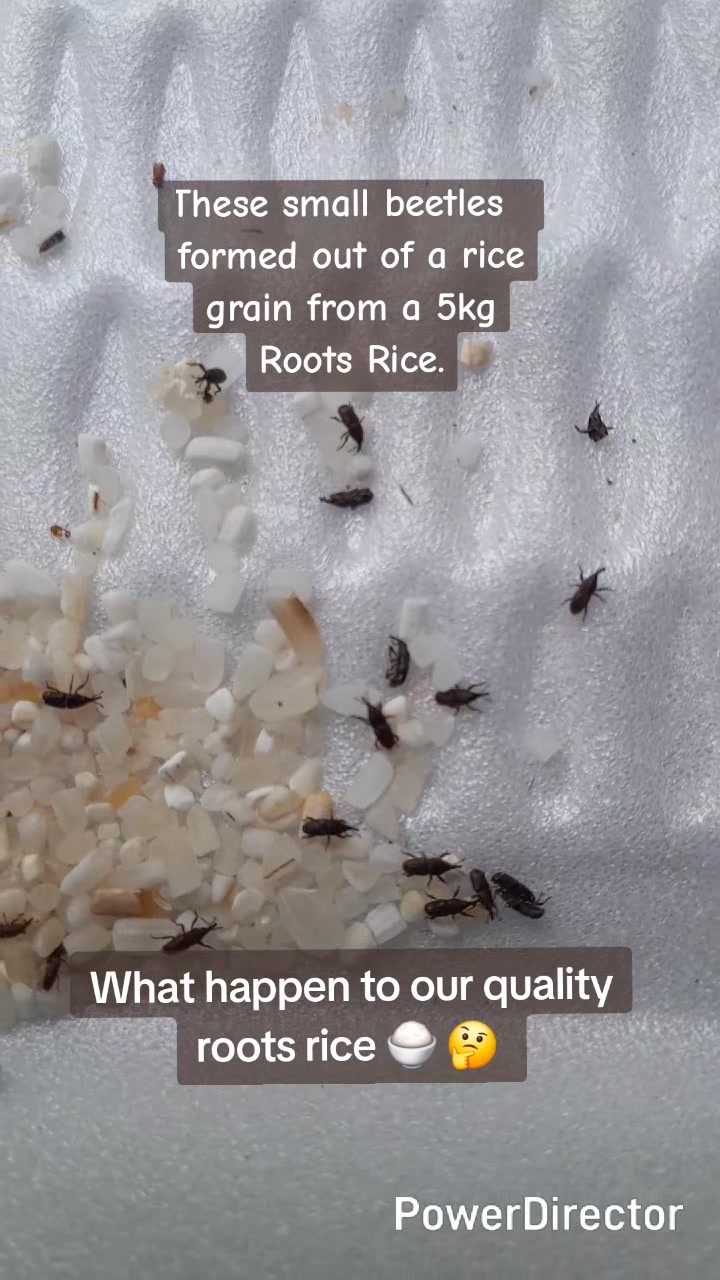 Can the Roots Rice explain what this is, and why is it like that? # ...