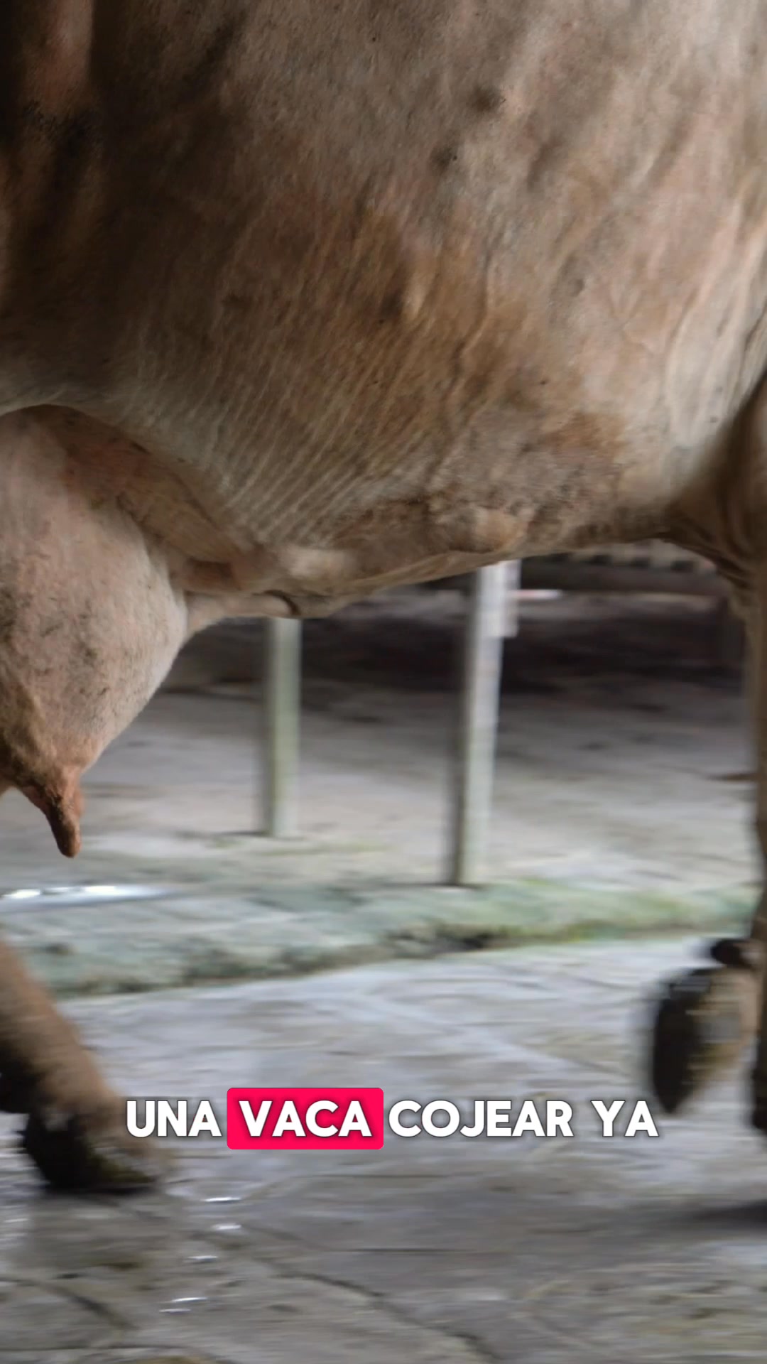 Alcames División Veterinaria