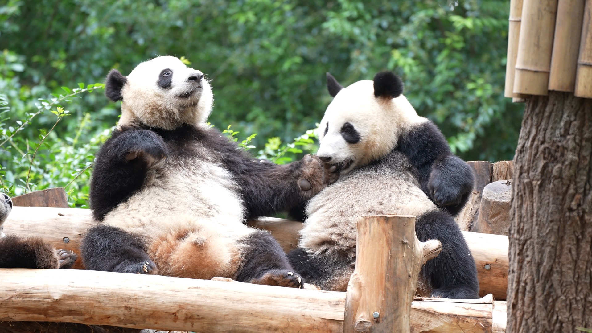 Is this how you show your affection? Biting me? #adorable #cute #panda ...