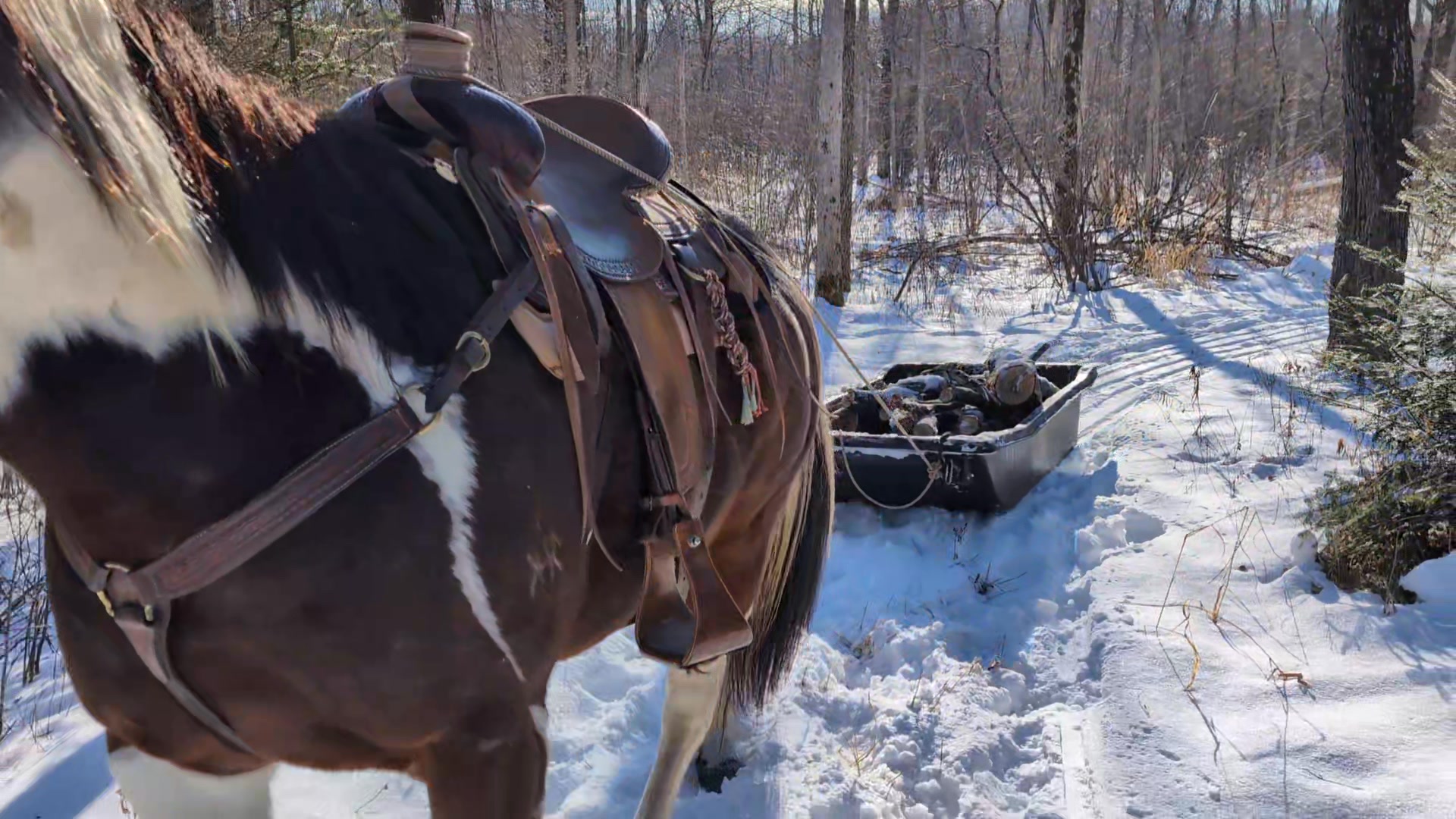 Winter Sundays are still work days on the ranch! Sully and Cody out ...