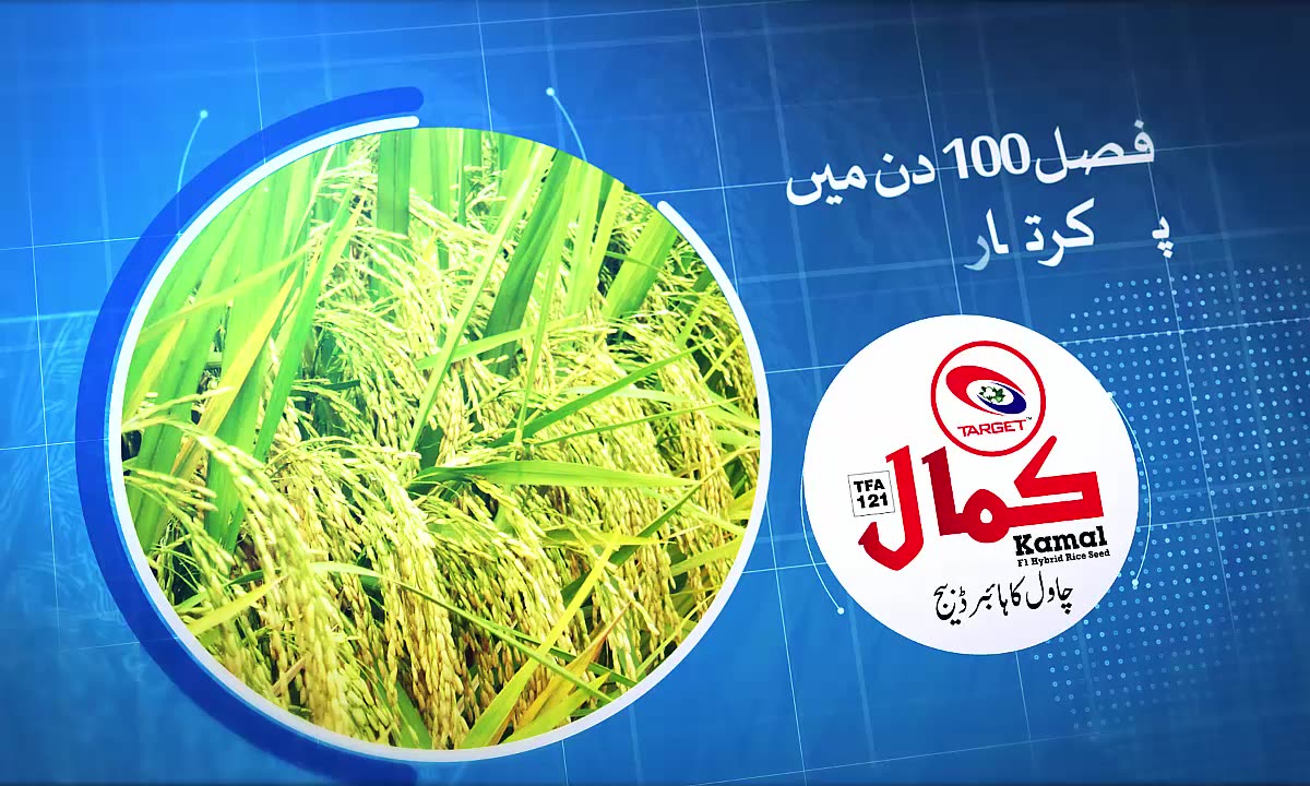 Target : Ali Akbar Group | Lahore