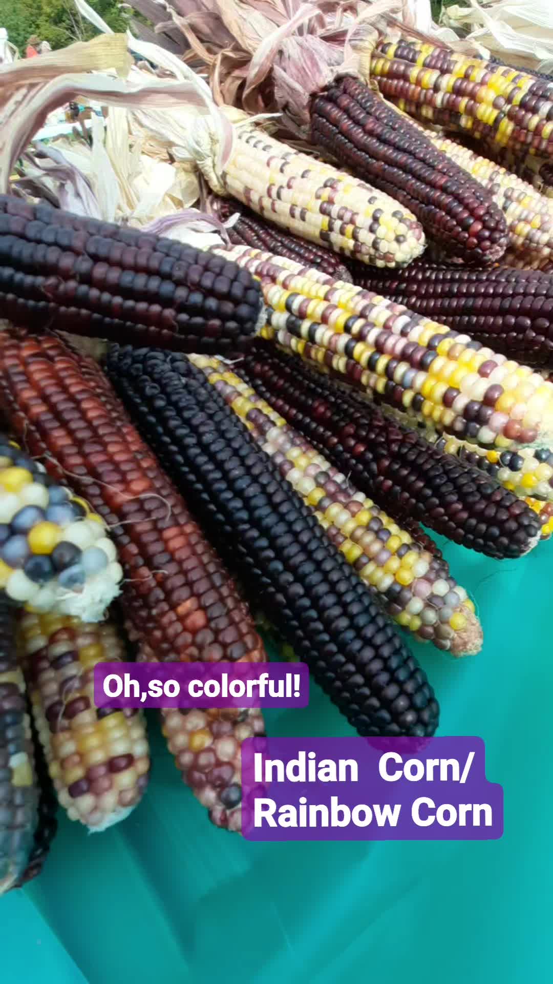 Beautiful Indian corn colors
