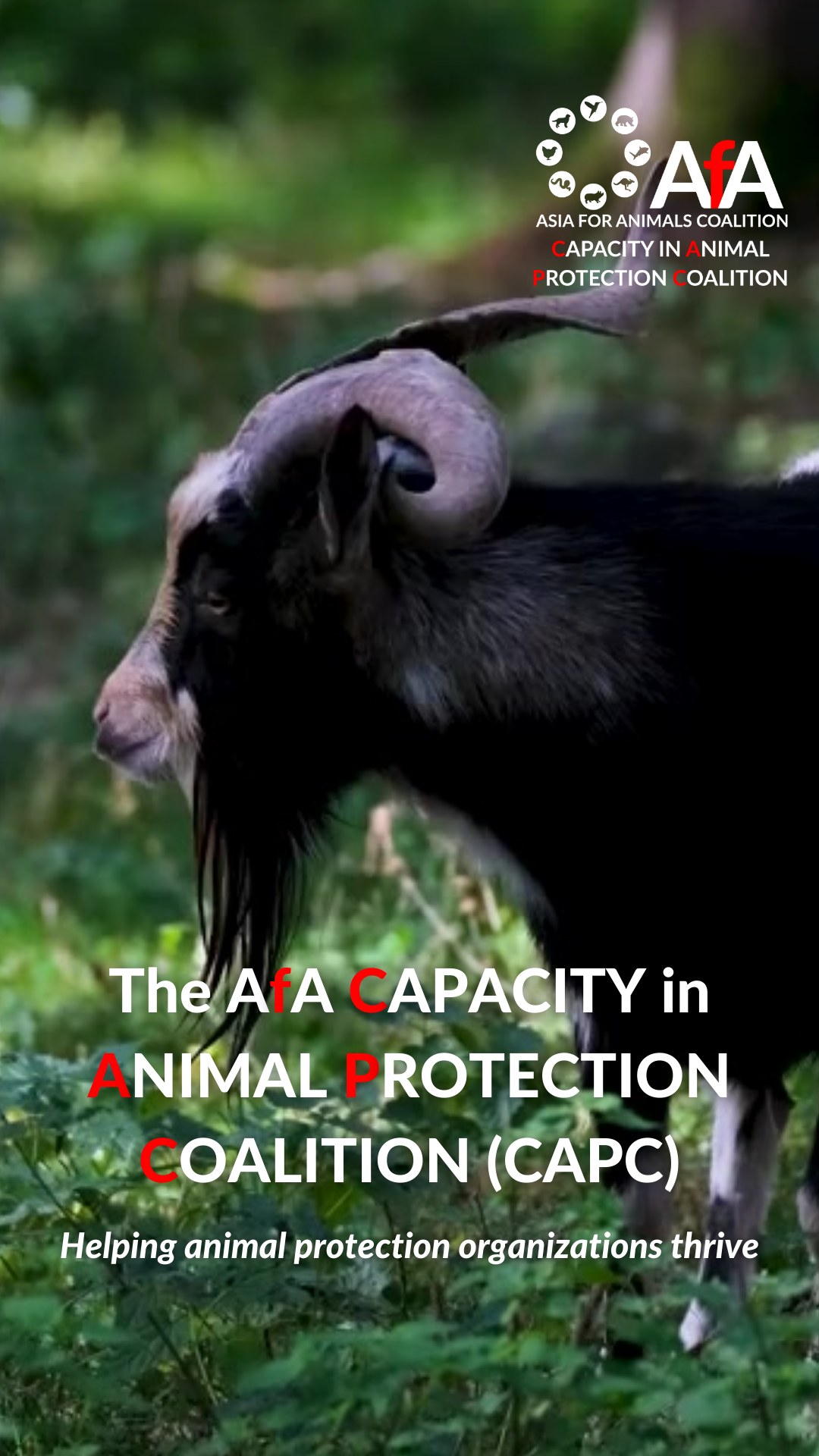 EXPOSED: Animals hurt and traumatized for fake rescue content Be aware ...
