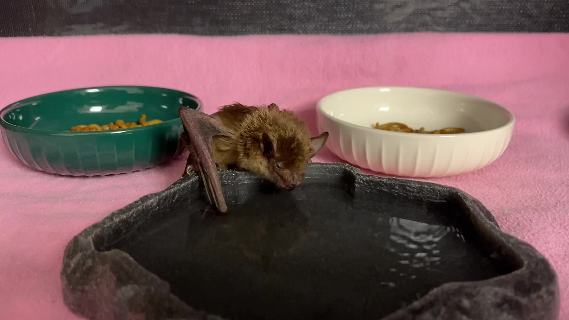 In the wild, some bats rehydrate by swooping low over water and ...