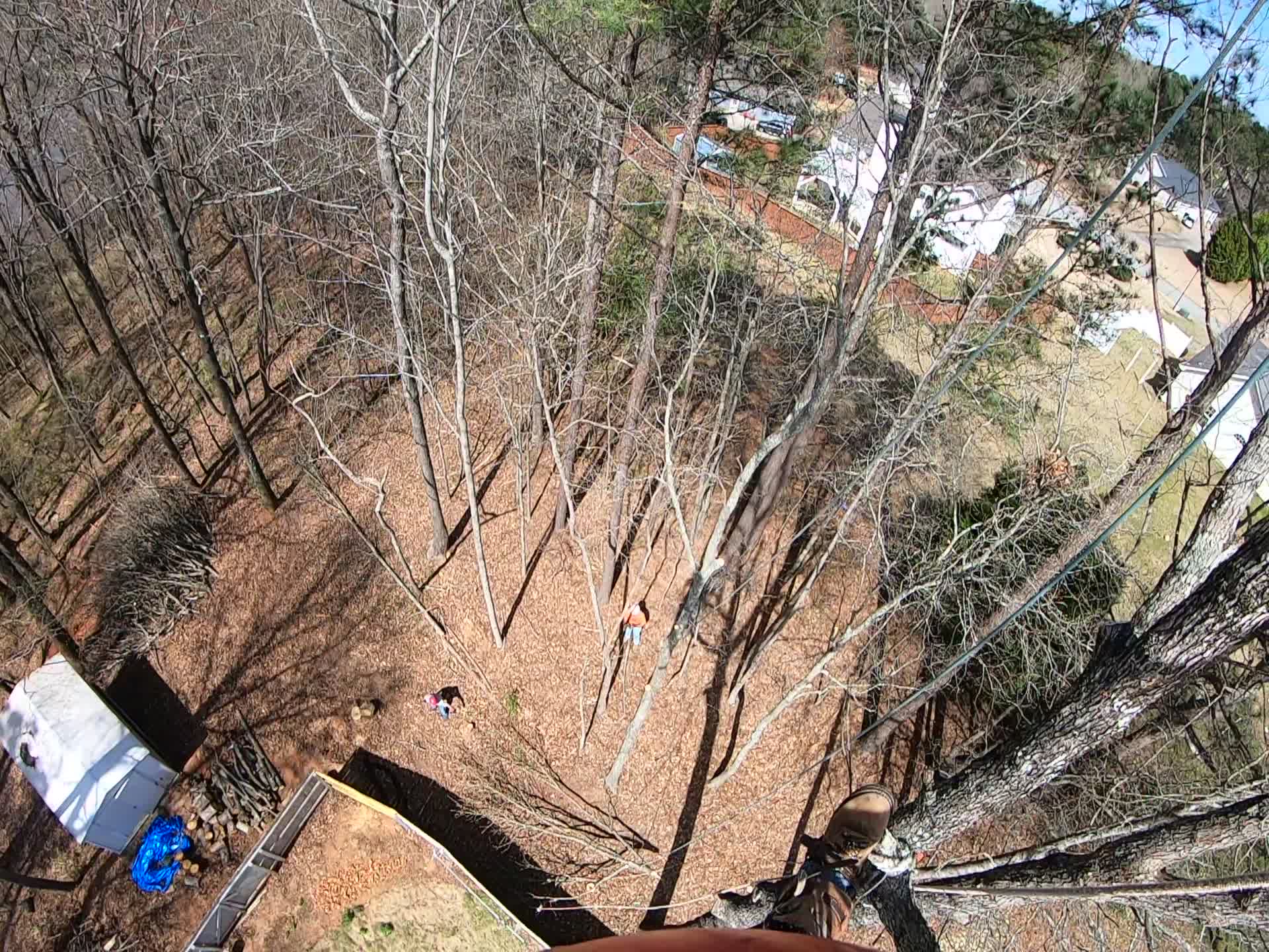 Veteran Tree Service