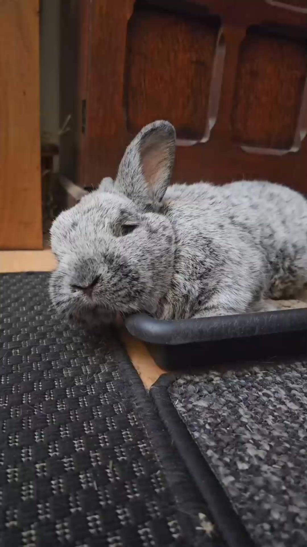 #viral #fyp #rabbit | Rabbit Lover | Facebook