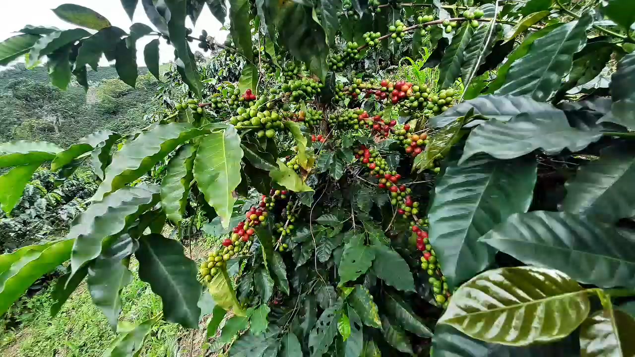 SE VENDE FINCA CAFETERA EN PÁCORA, DEPARTAMENTO DE CALDAS A 30 minutos ...