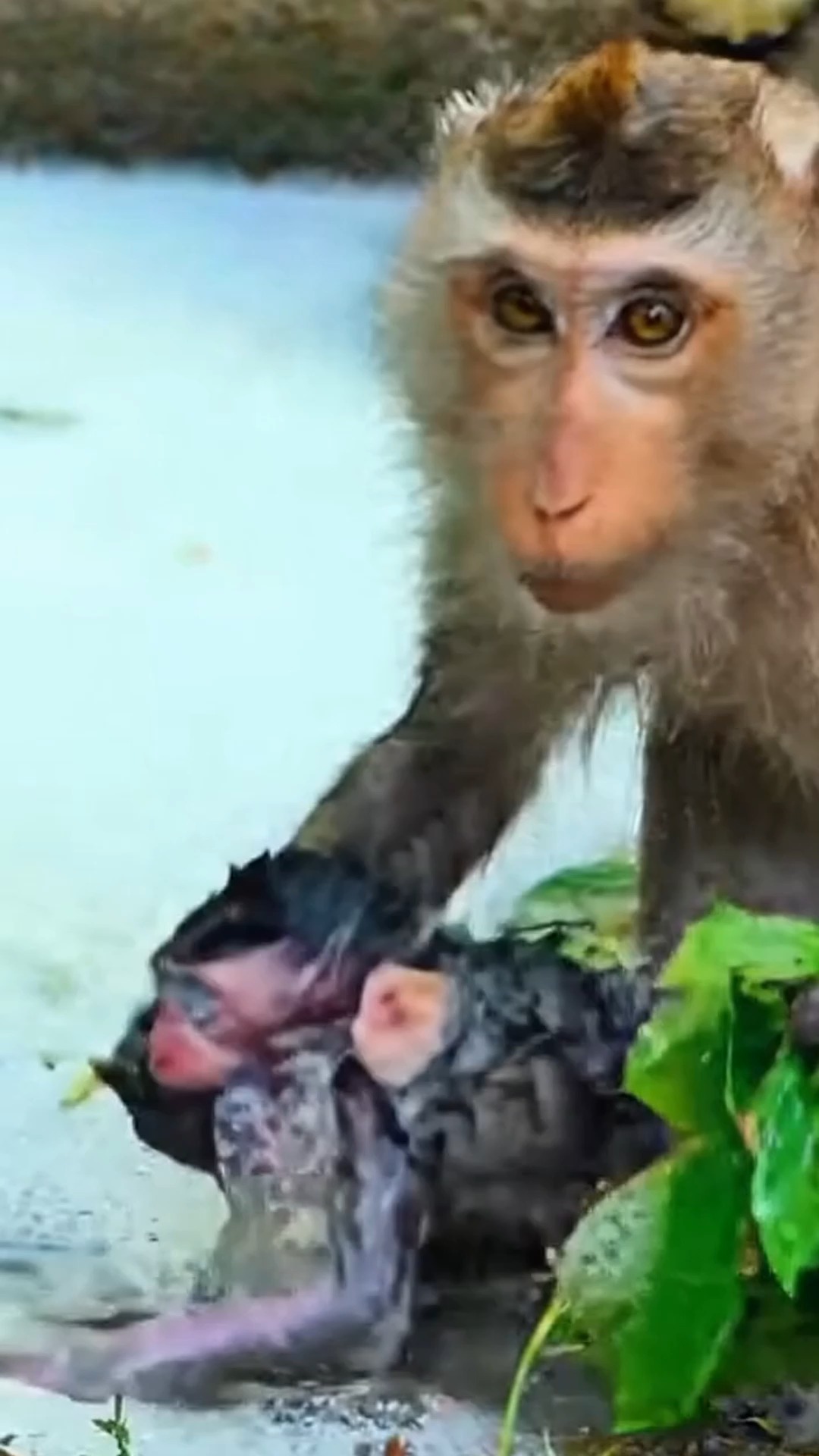 Mom Monkey know about CTR right ? #babymonkey #rescue #monkey # ...