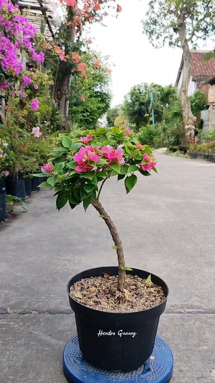 Remove the Flowers that Grow, so that they Grow Faster | jika tujuannya ...