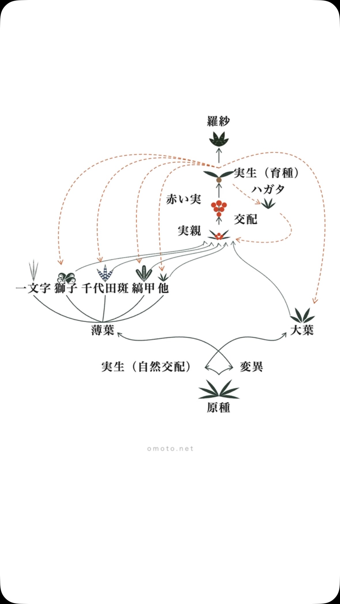 万年青 #愛玉殿 少し凝り気味ですがこの葉芸は楽しい 止め葉2枚の