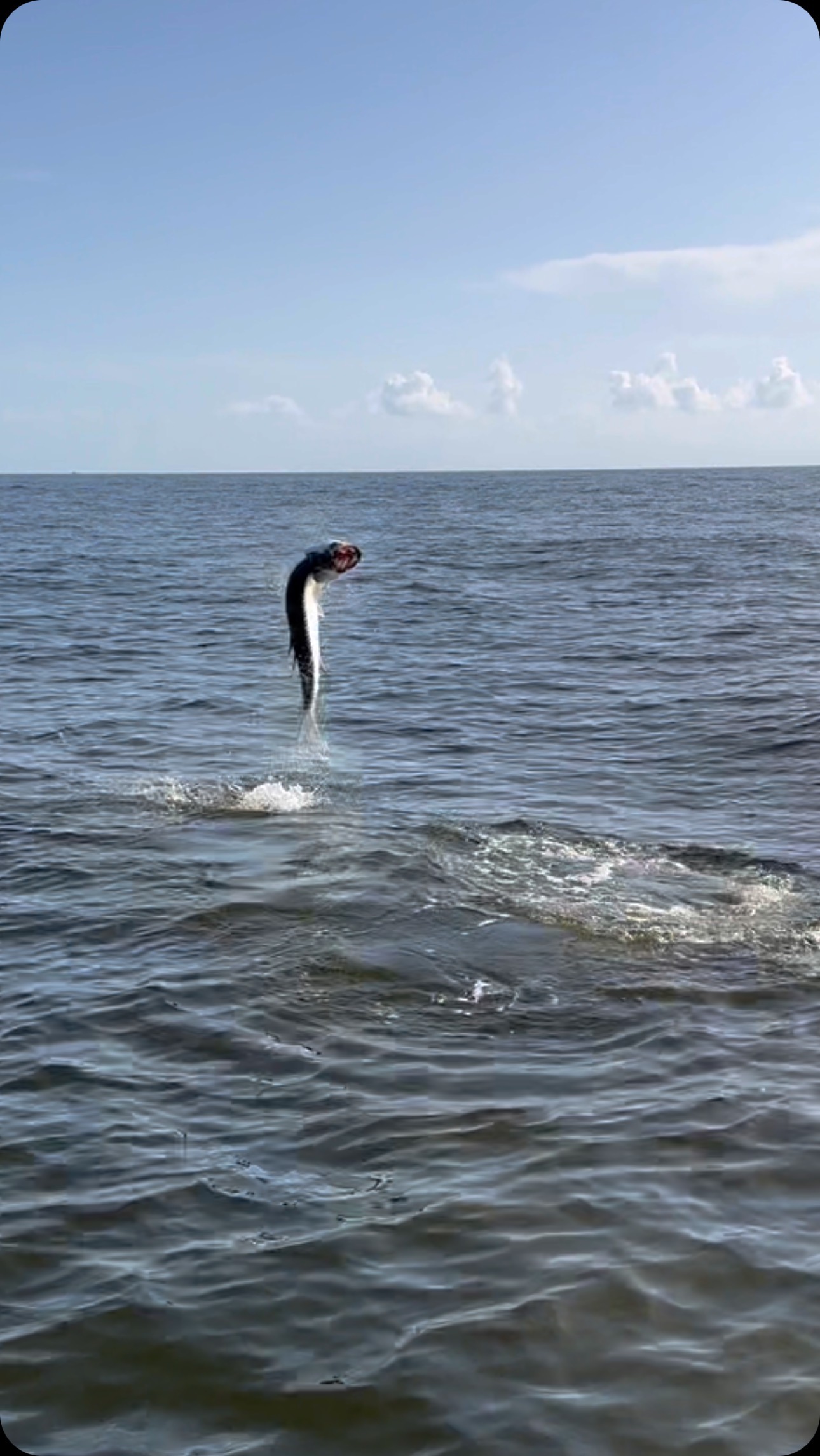 www.NativeFishingCharters.com #fishing #fish #fishingcharters # ...