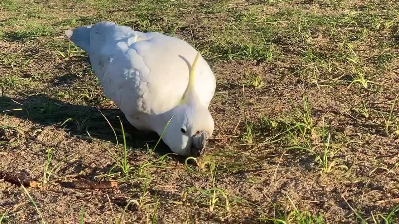 Some mornings you’ve got to work for your breakfast. Cockies digging ...