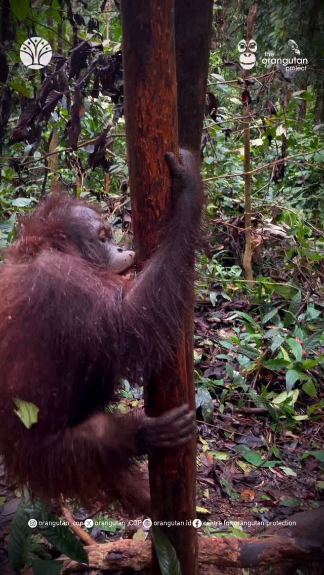 Slippery tree, gentle climb, big determination 🌳🌧️ You got this, Aman 💪 ...