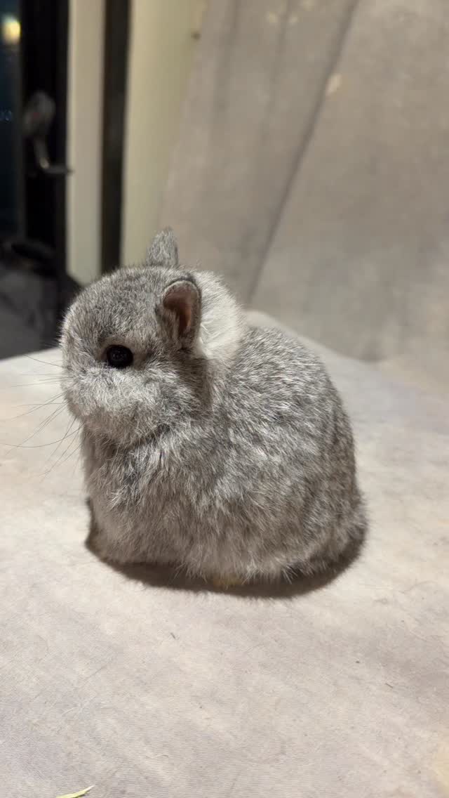 Gooseberry Rabbity on Reels | Facebook