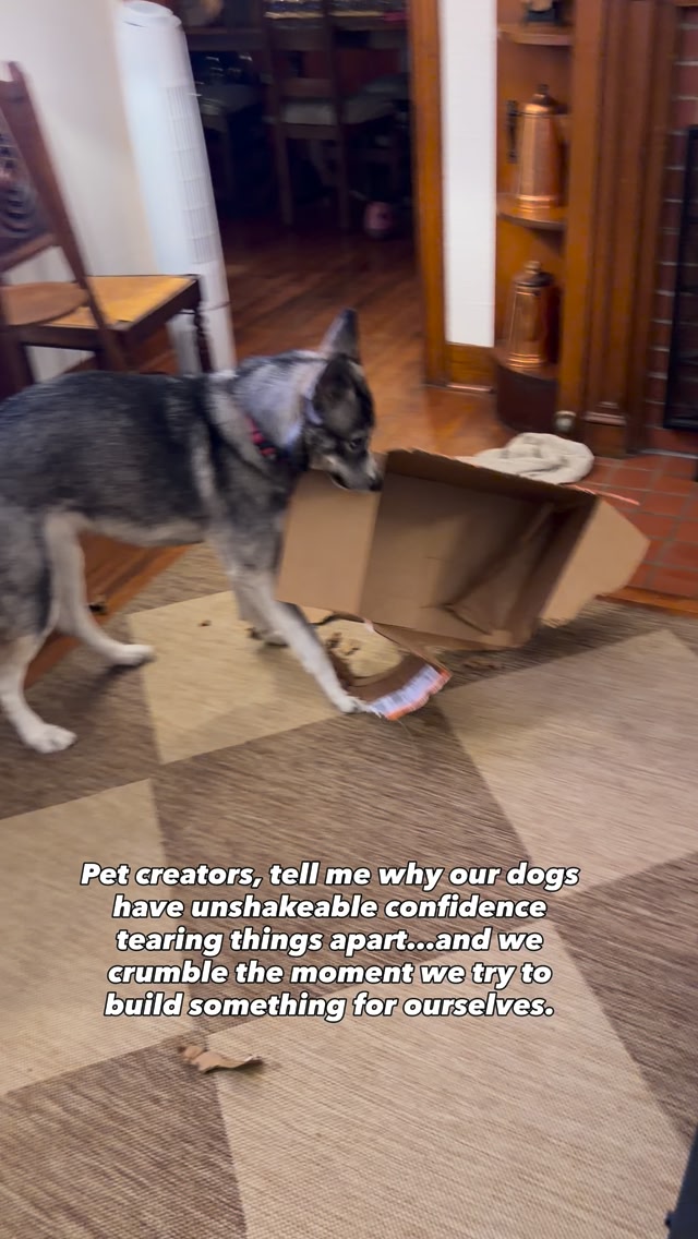 Lulu can take down a cardboard box like she’s training for the Dog ...