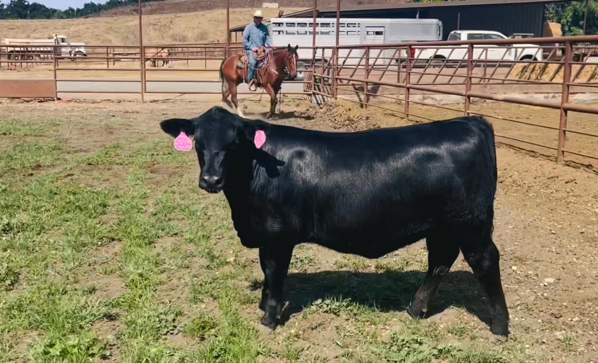 Justin Rhoades, CA yesterday videoing the Sept 6th Bull & Female ...