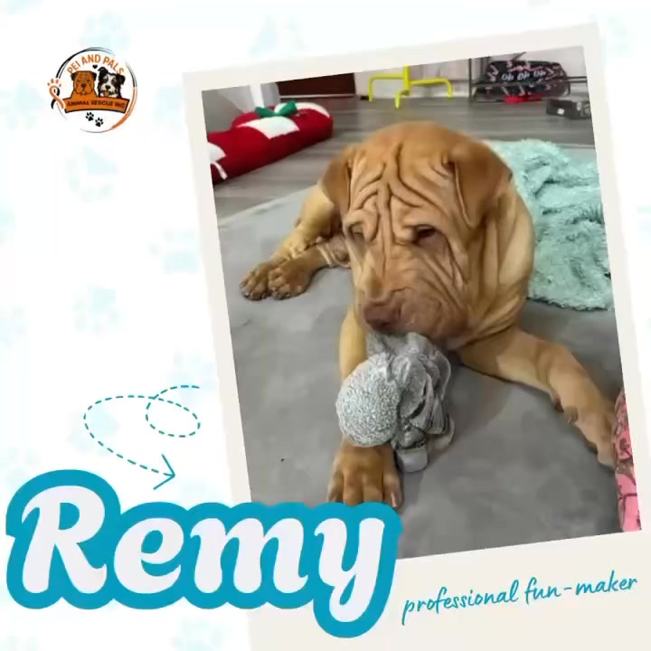 💥ADOPTED💥 🐾 Meet Remy! 🐾 This sweet, affectionate sharpei boy is equal ...