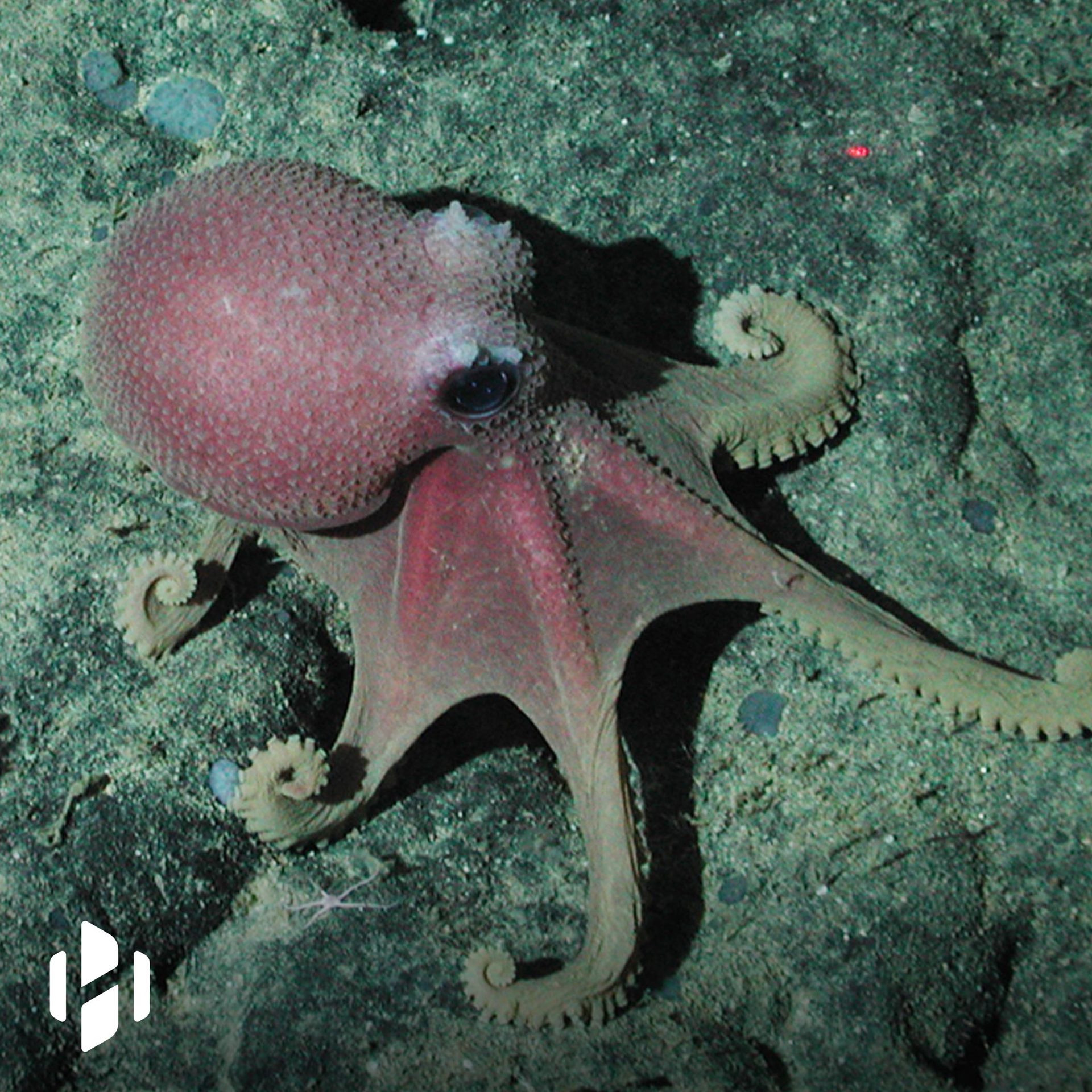 Octopus mother guards her eggs for nearly 4.5 years! | zoology ...