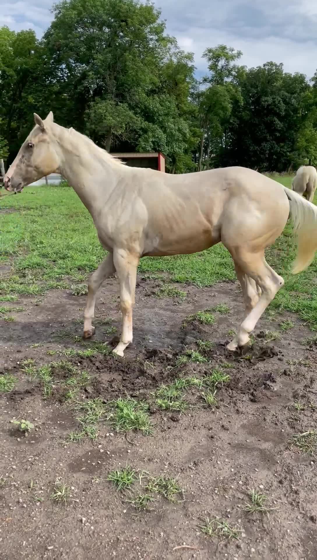 Triple R Ranch Horses