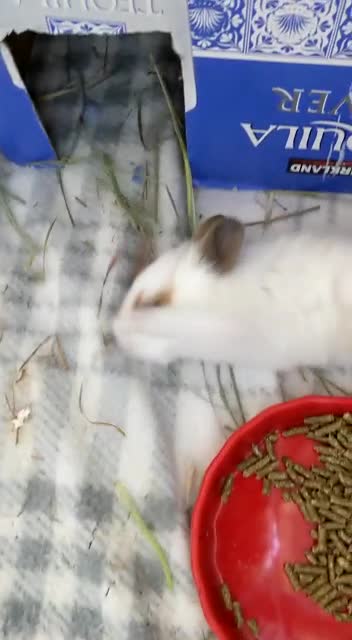 East Bay Rabbit Rescue - Home