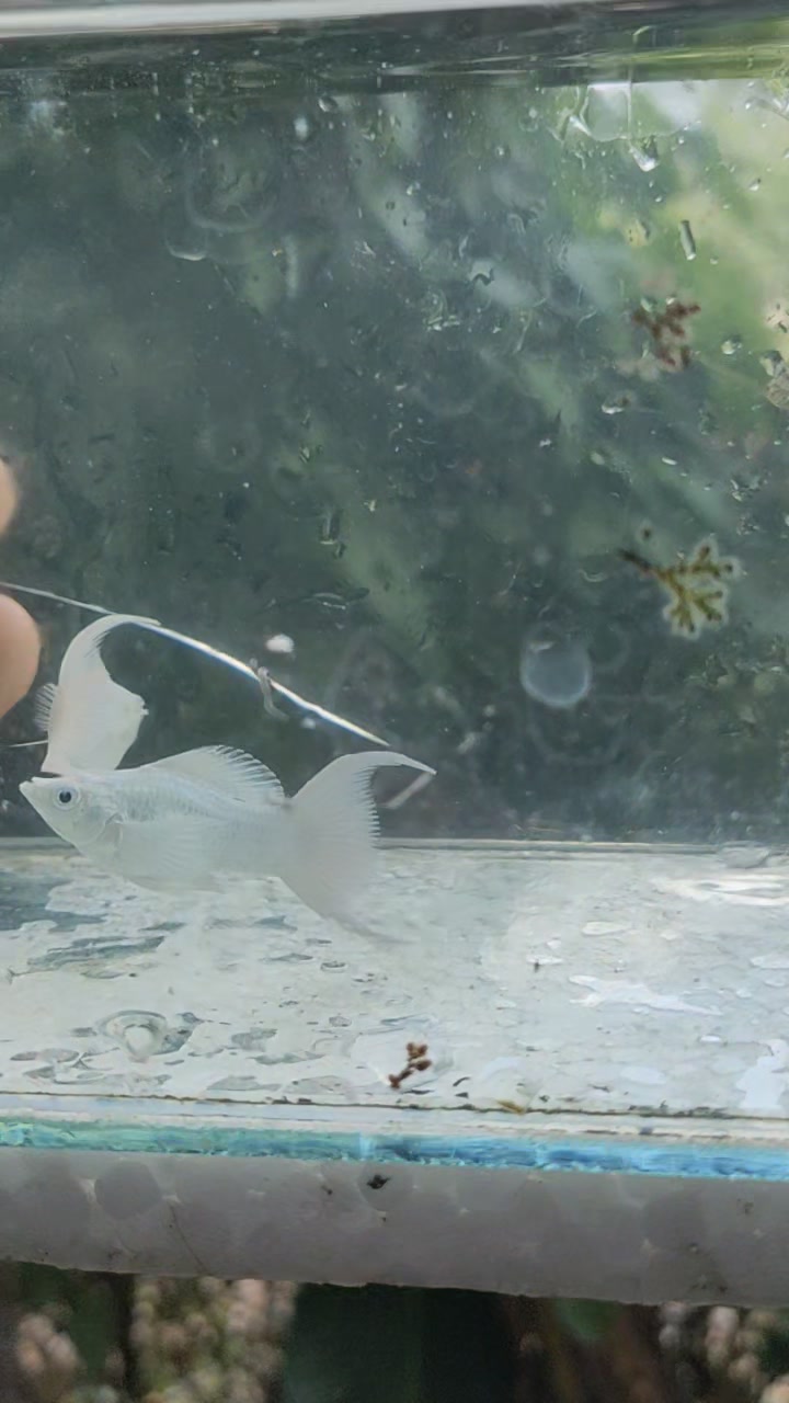 Upgrading Fish | San Nicolas