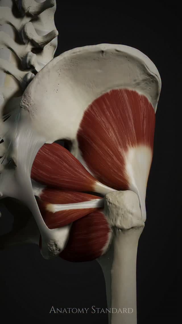 We are pleased to present newly created deep muscles of the hip ...