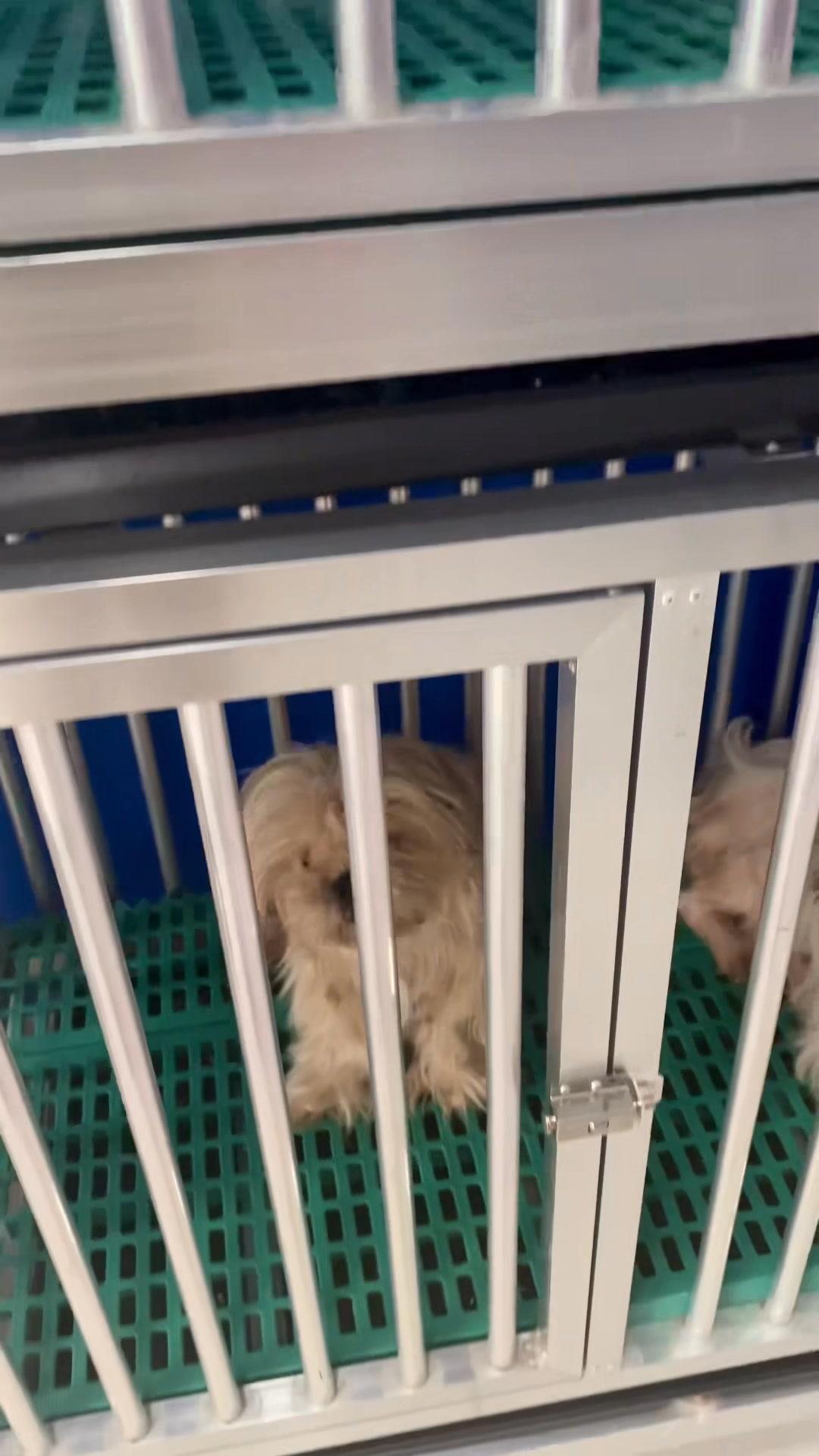 cabuyao laguna puppy supply store near me