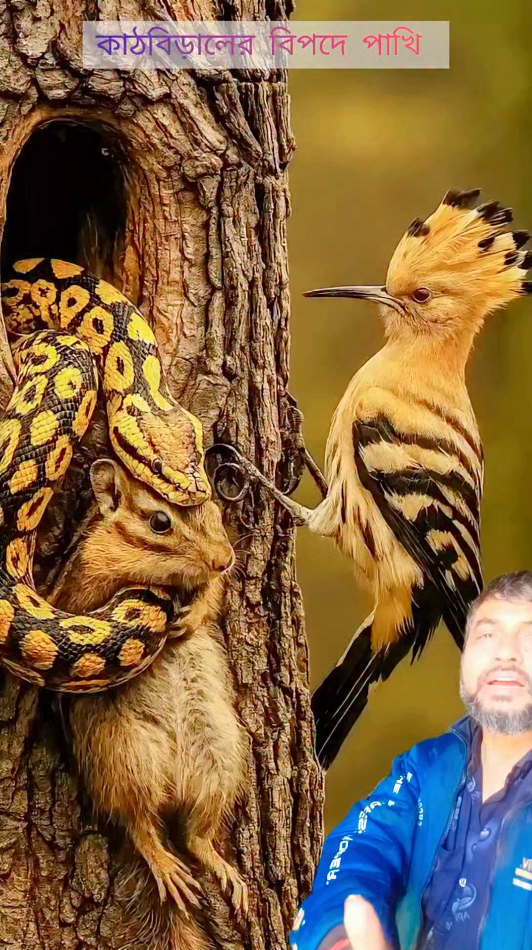 কাঠবিড়ালির বিপদে পাখি #python #vs #birds #love #follower | Md Sahali ...