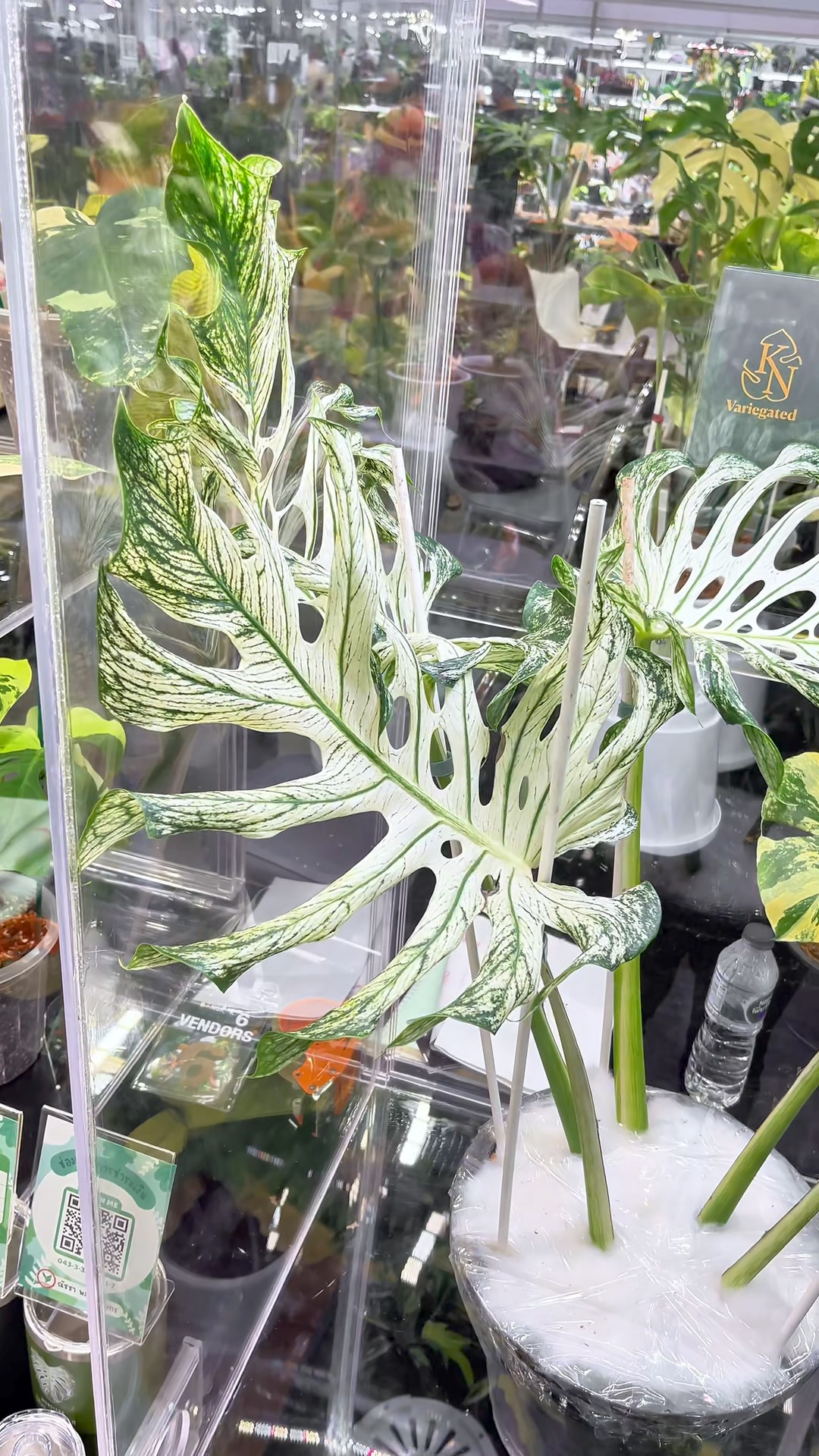 The Legendary Of Monstera 'DEVIL MONSTER' 😻🤍🔥 ” Monstera