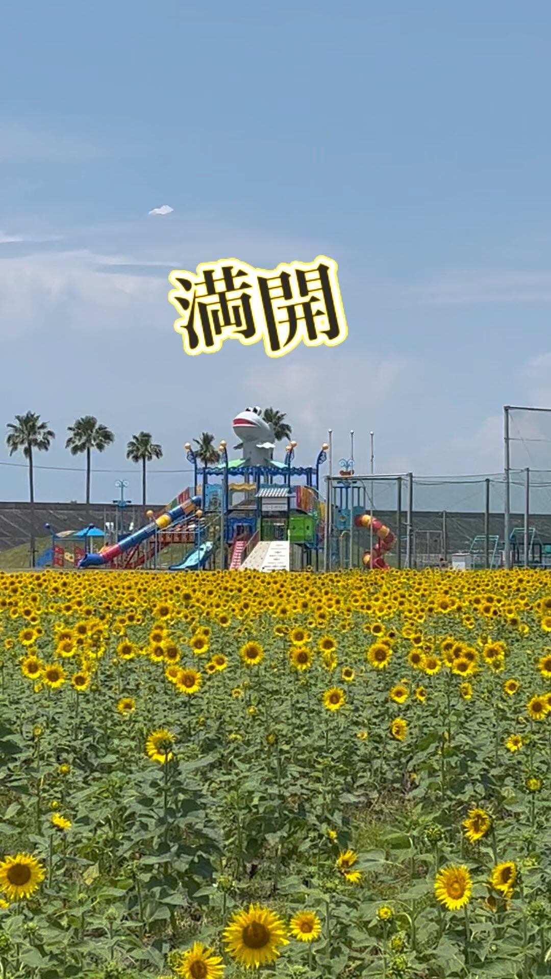 柳川 ひまわり 園