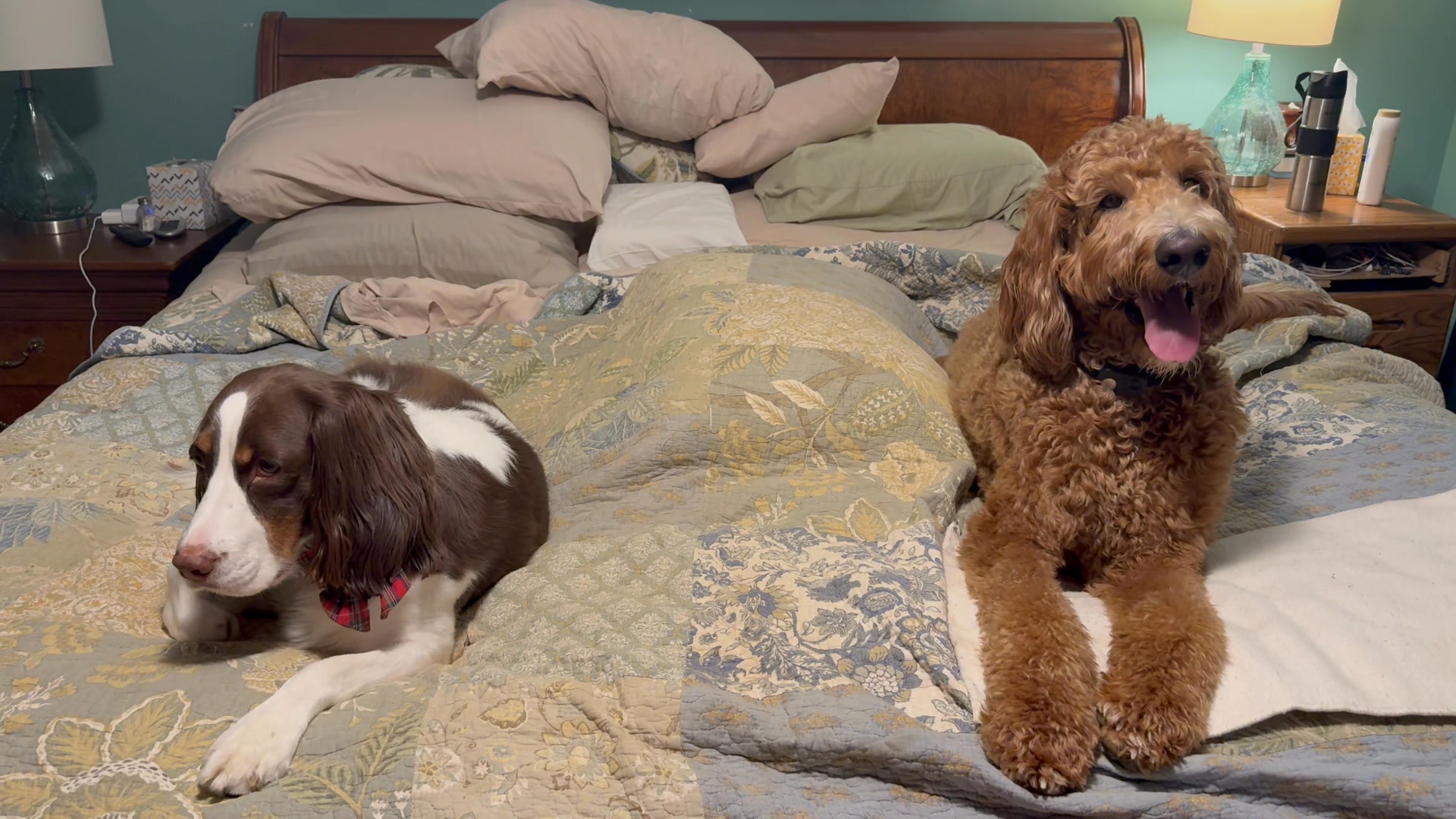 Rusty resolves to Run Faster Jump Higher and Catch More Balls! Rosie ...
