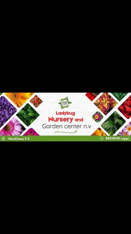 Ladybug Nursery... - Ladybug Nursery and Garden Center N.V.