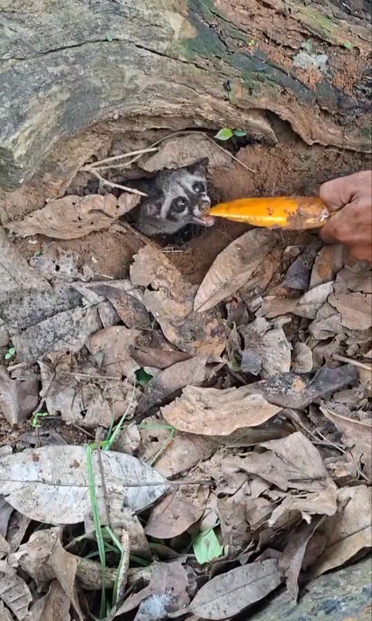Use this method to lure this animal out of its hiding place #fyp # ...