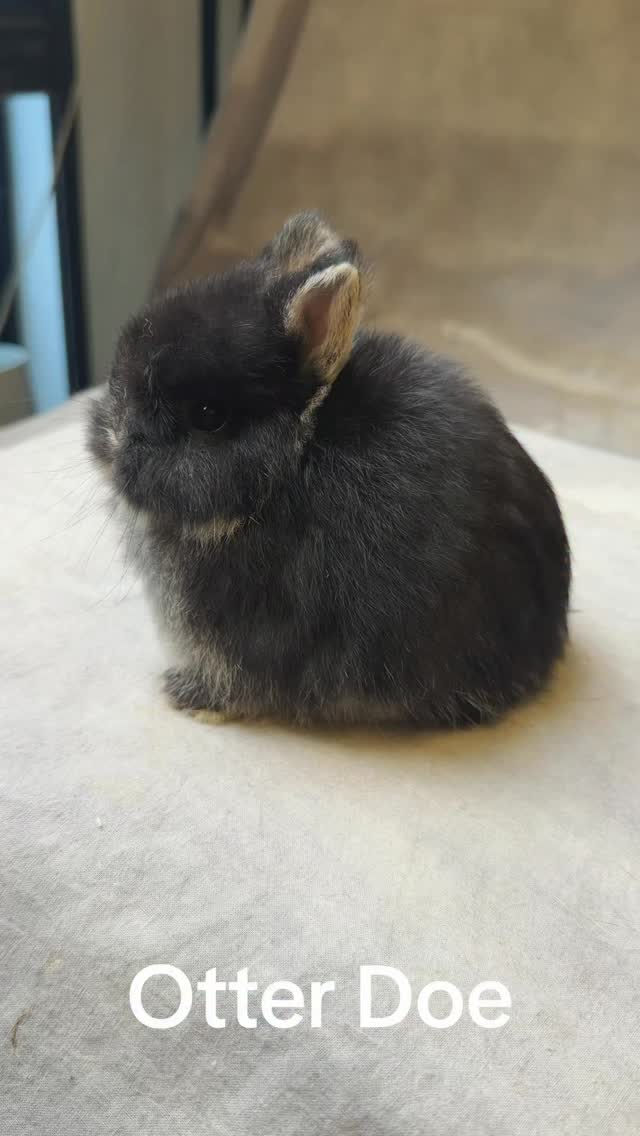 #bunnyoftheday #gooseberryrabbity #netherlanddwarf #bunnylove # ...