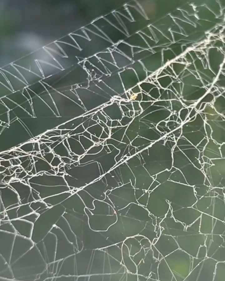 Charlie's Webs | Sacramento CA