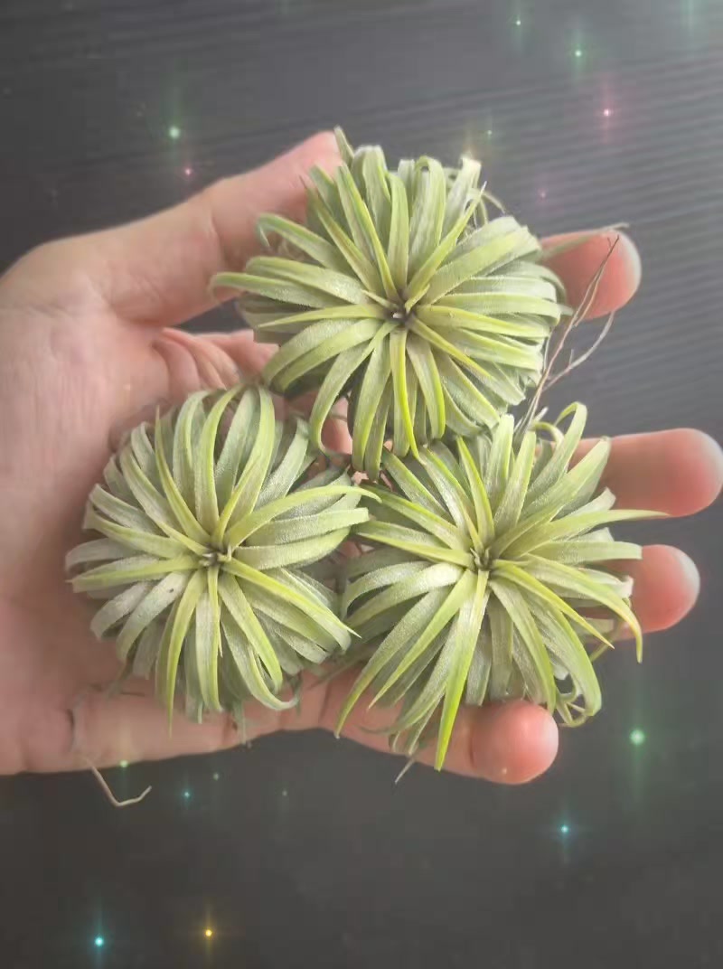 Authentic Ionantha Hedgehog | Tilly Tally Air Plant Shop