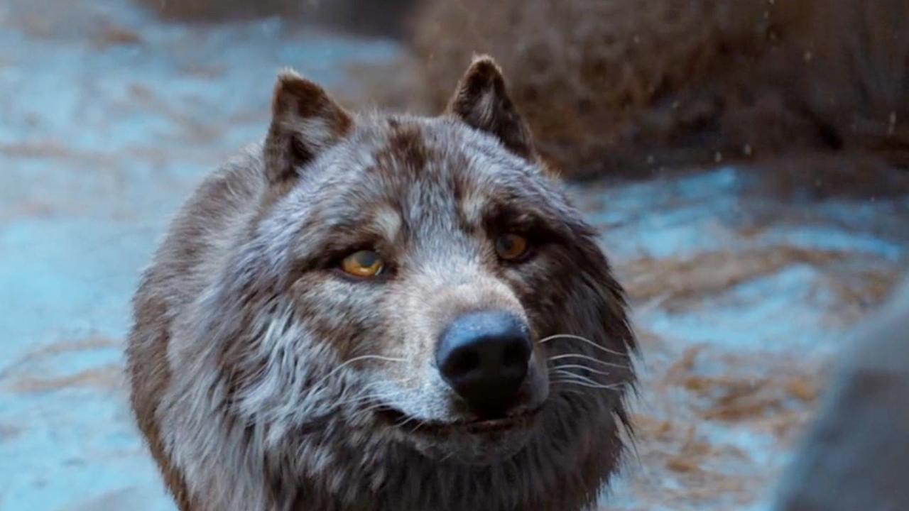 The mighty wolf king saw the man's eyes and left in fear. 威猛的狼王看见男子的眼睛 ...
