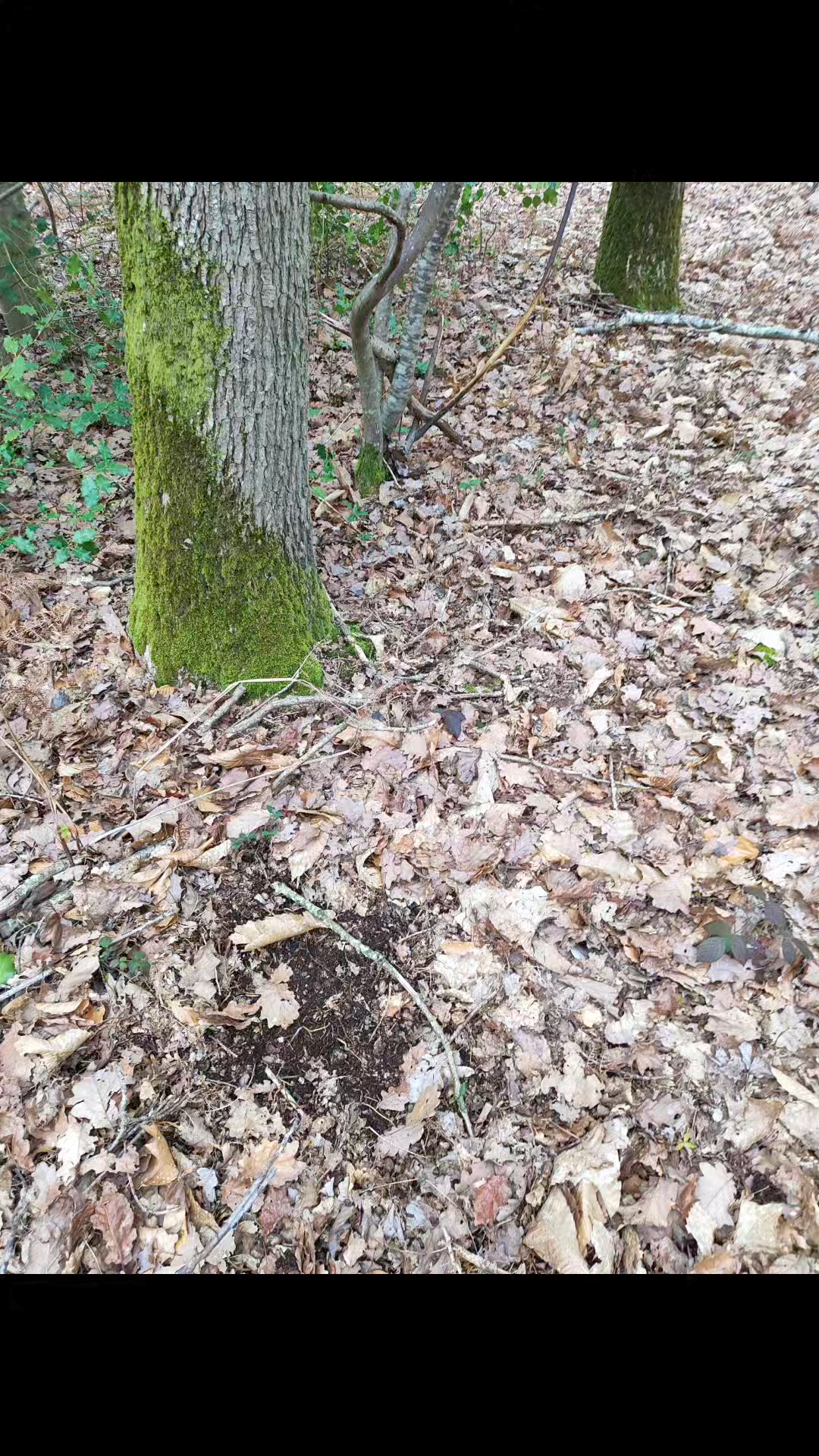 Découverte d'une frayure fraîche près du parking de Méridon, juste ...