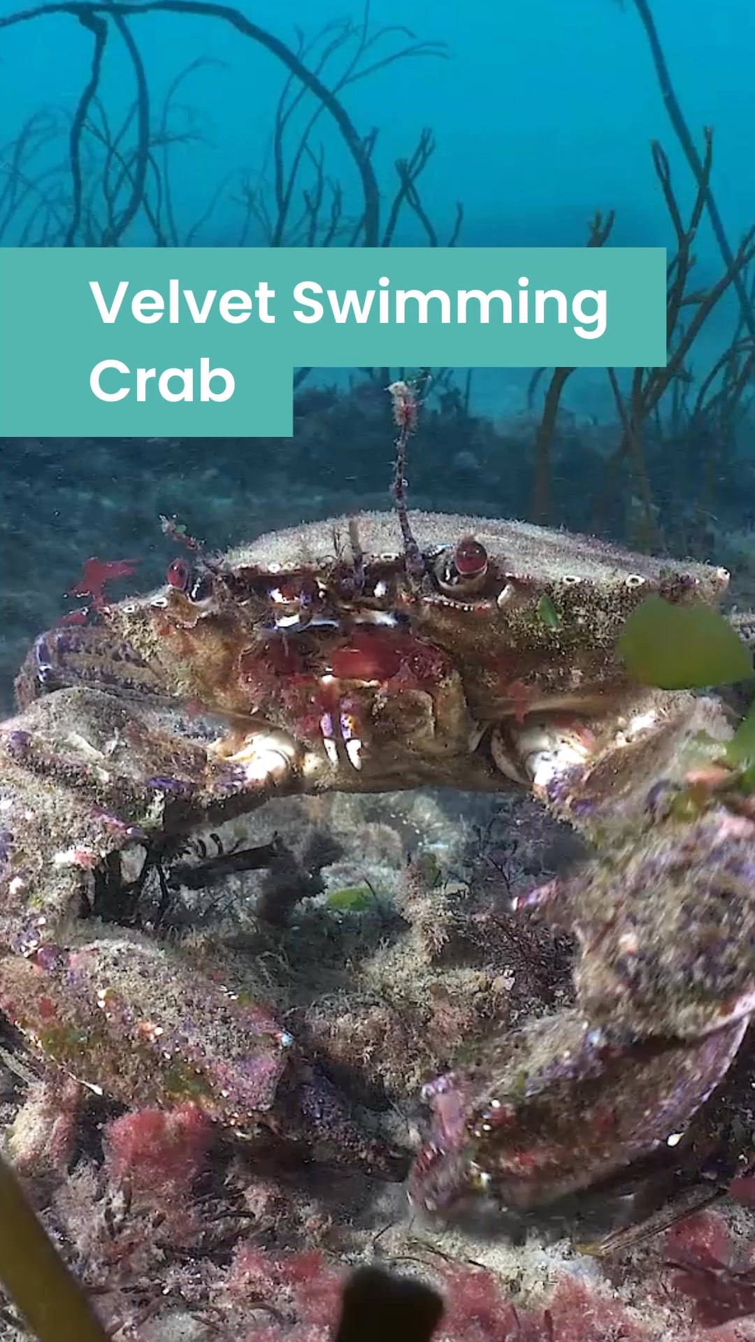 This week's #SpeciesSpotlight is the velvet swimming crab 🦀 - The ...